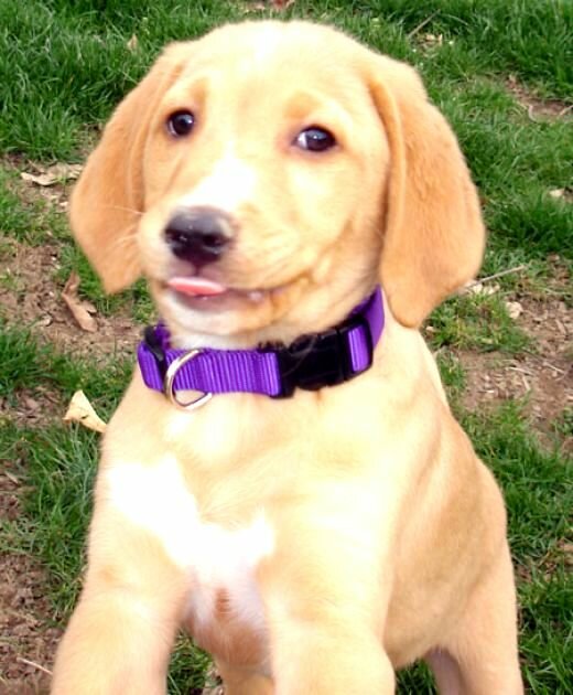 Beagle Yellow Lab Mix Full Grown Cute Pictures Of Puppies 1 Doginstructions