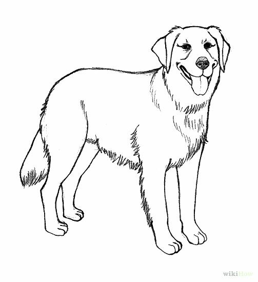 lab puppies coloring pages - photo #36