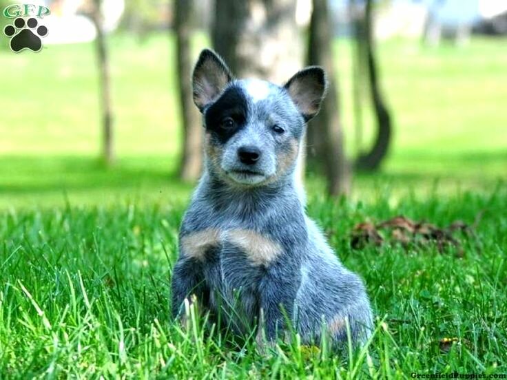 Australian Cattle Dog Puppies Blue Heeler Pin By Pam Welling Aulizia On Hannah Pinterest