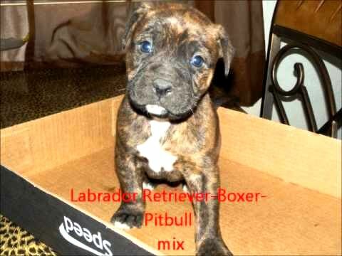 Black Boxer Pit Mix Puppy Black Lab Beagle Mix For Sale High Definitionlab Beagle Mix Dogs