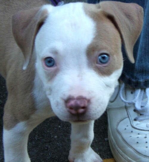 Blue Eyed Pitbull With A Red Nose White Red Nose Pitbull Puppies With Blue Eyes 365 Funny Pics