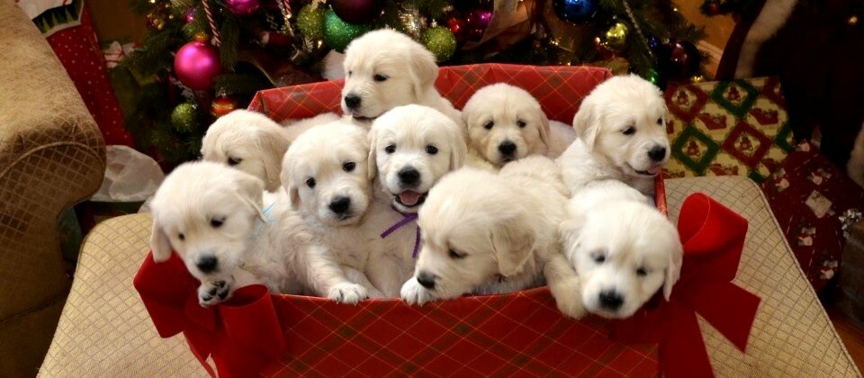 Golden Retriever Puppy Christmas Present White Golden Retriever Puppies Christmas Gift 12 Golden Retriever