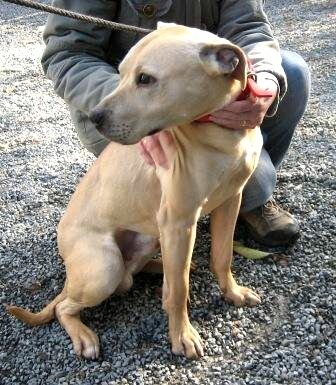 Staffordshire Bull Terrier Lab Mix Old Male Labrador Cross Staffordshire Bull Terrier Dog For